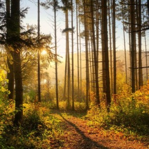 fietzfotos-forest-6765636