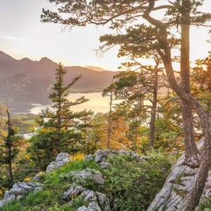 fossane-trees-4896953 800