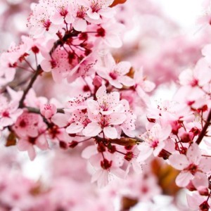 gburrull-almond-tree-6180802 800