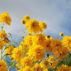 glady-flowers-256776 800