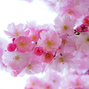 hans-pink-324175 800